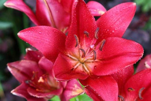 Fine red flowers of a lily. Background