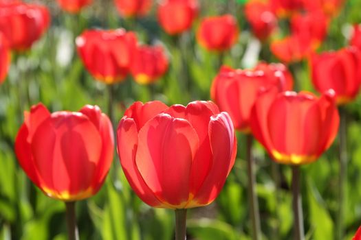 Fine red flowers of a tulip. Background