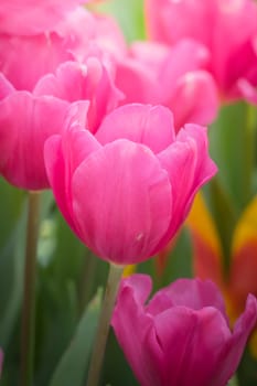 The background image of the colorful flowers, background nature