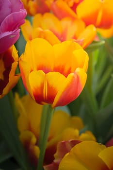 The background image of the colorful flowers, background nature