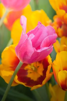 The background image of the colorful flowers, background nature