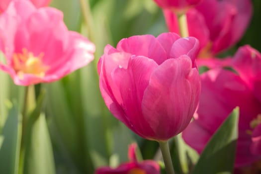 The background image of the colorful flowers, background nature