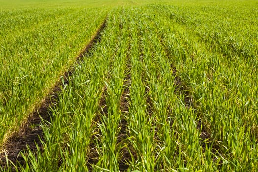 Green agricultural land full with young wheat in springtime