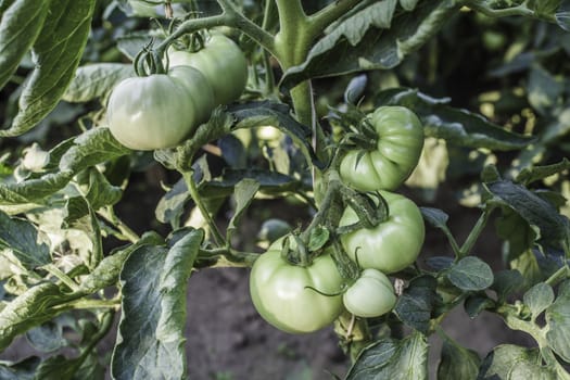 Organic green tomato growth plant closeup 