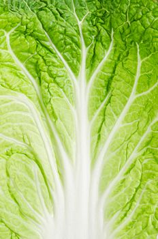 Close up texture fresh chinese cabbage as background.