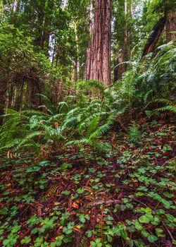 Color image of a redwood forest. Northern California, USA.