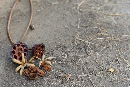 View of Dried Lotus Flower and Pine on the cement floor