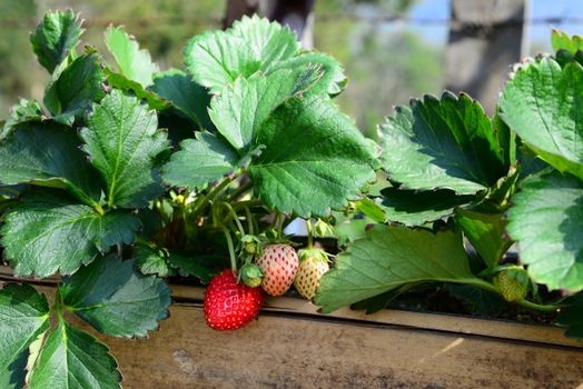 Fresh Sweet Strawberries fruits glow in the Bamboo Tube