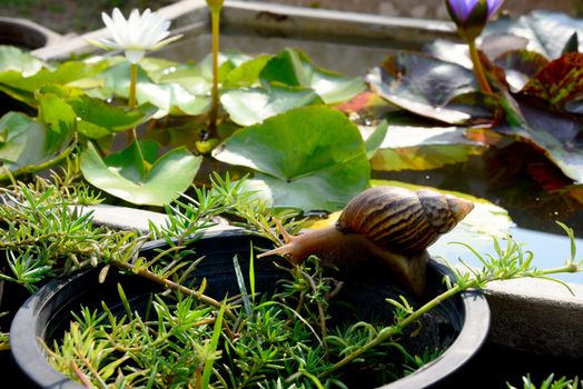 Big Snail slowing move in the garden field