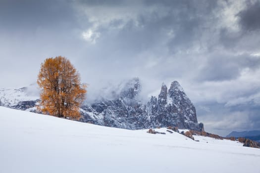 snowy early winter landscape in Alpe di Siusi.  Dolomites,  Italy - winter holidays destination 