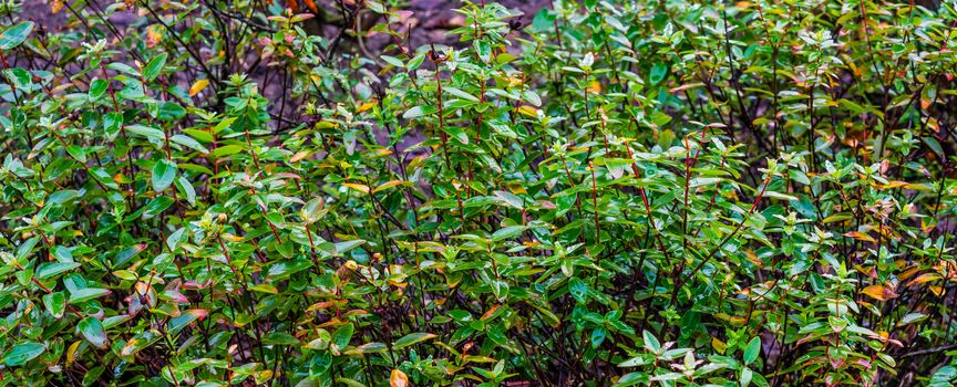 shrub of photinia fraseri after rain, wet green leaves in macro closeup, popular garden plants