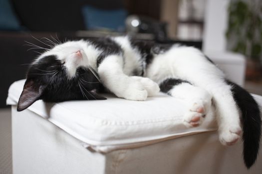 happy kitten sleeping on chair