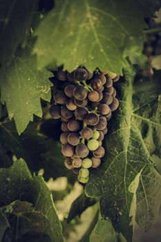 Bunch of grapes in a vineyard, detail of fresh fruit, wine cellar, la rioja