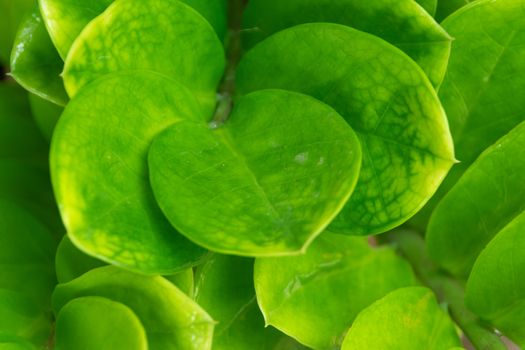 Close up leaves