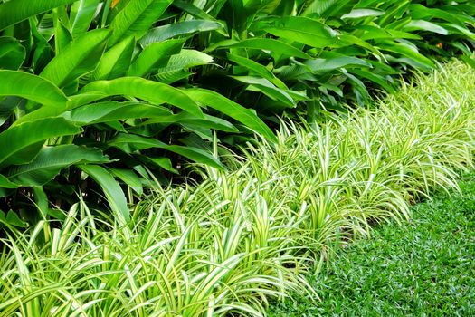 Green Hedge Garden