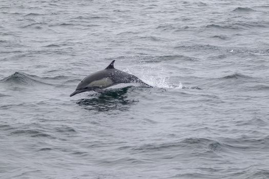 long-beaked common dolphin (Delphinus capensis)
