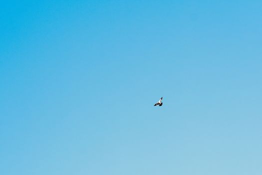 Birds flying against blue sky. Beautiful countryside rural summer landscape in Bharatpur Bird Sanctuary, Rajasthan.