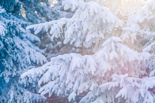 snowy fir trees