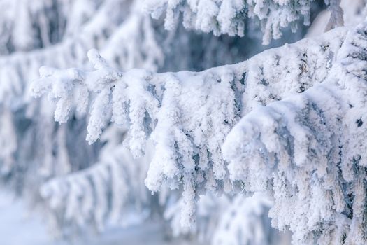 snowy fir trees