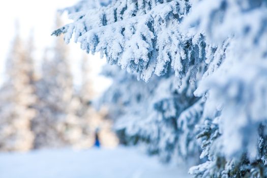 snowy fir trees