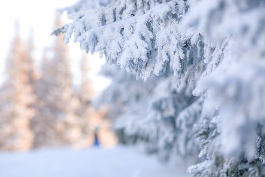 snowy fir trees