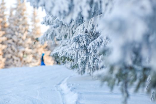 snowy fir trees