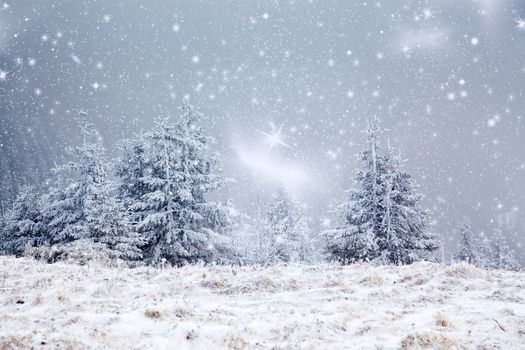 winter landscape with snowy fir trees in the mountains