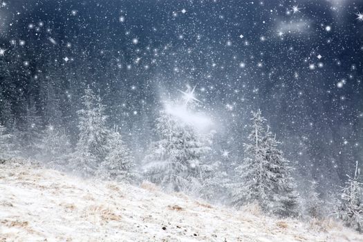 winter landscape with snowy fir trees in the mountains