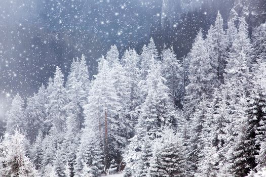 winter landscape with snowy fir trees in the mountains