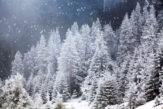 winter landscape with snowy fir trees in the mountains