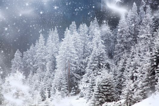 winter landscape with snowy fir trees in the mountains