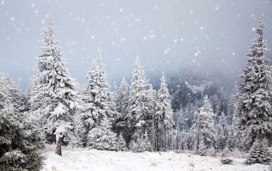 winter landscape with snowy fir trees in the mountains