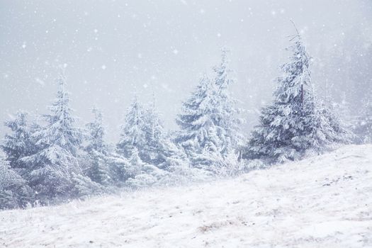 winter landscape with snowy fir trees in the mountains