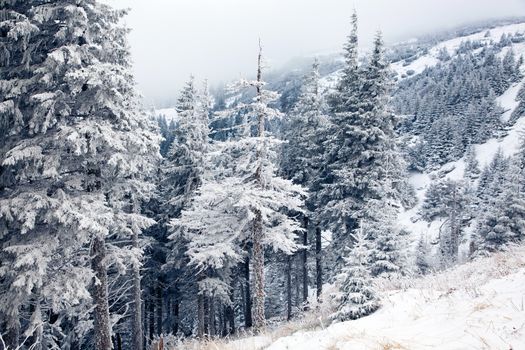 winter landscape with snowy fir trees in the mountains