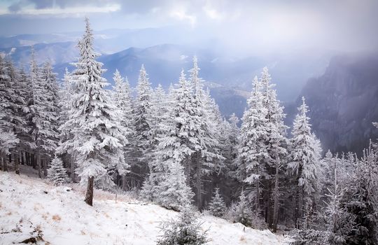 winter landscape with snowy fir trees in the mountains