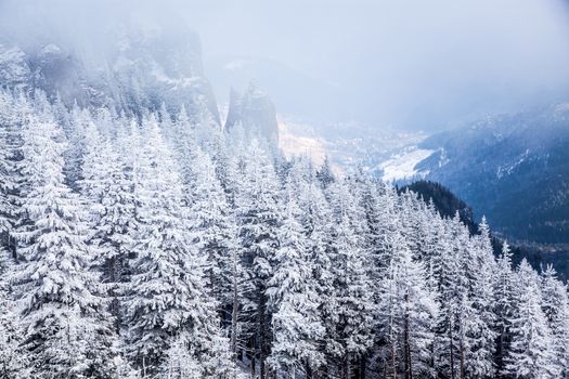 winter landscape with snowy fir trees in the mountains