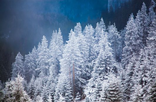 winter landscape with snowy fir trees in the mountains