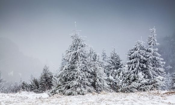 winter landscape with snowy fir trees in the mountains