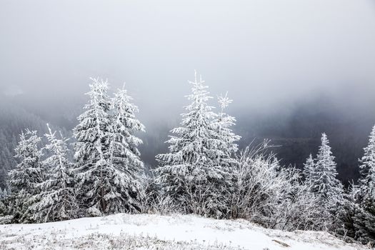 winter landscape with snowy fir trees in the mountains