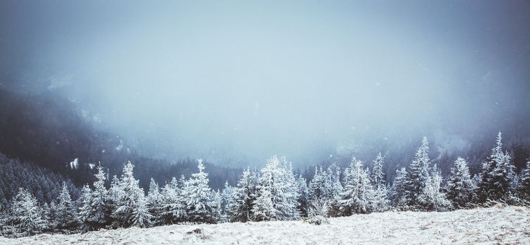 winter landscape with snowy fir trees in the mountains