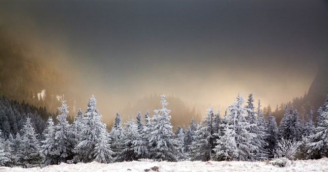 winter landscape with snowy fir trees in the mountains