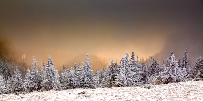 winter landscape with snowy fir trees in the mountains