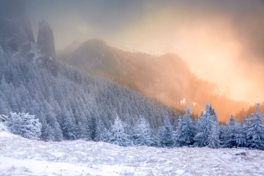 winter landscape with snowy fir trees in the mountains