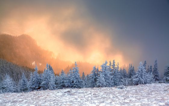 winter landscape with snowy fir trees in the mountains