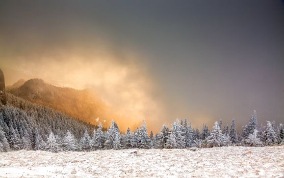 winter landscape with snowy fir trees in the mountains