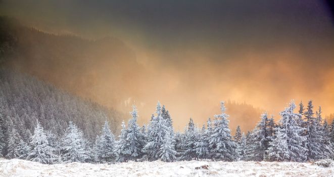 winter landscape with snowy fir trees in the mountains