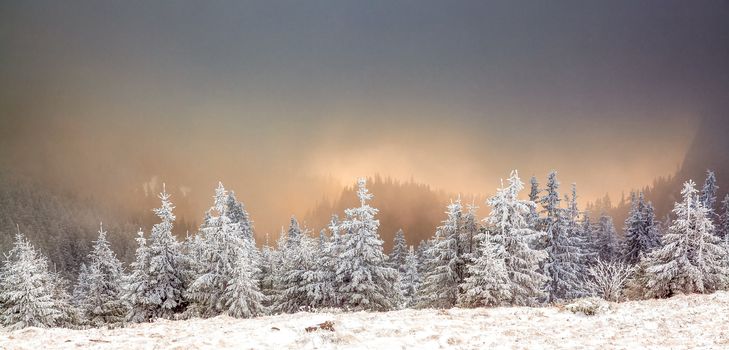 winter landscape with snowy fir trees in the mountains