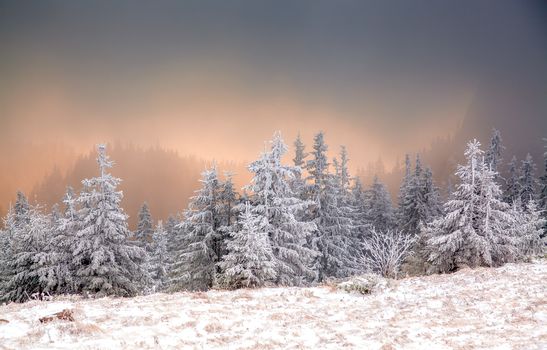 winter landscape with snowy fir trees in the mountains