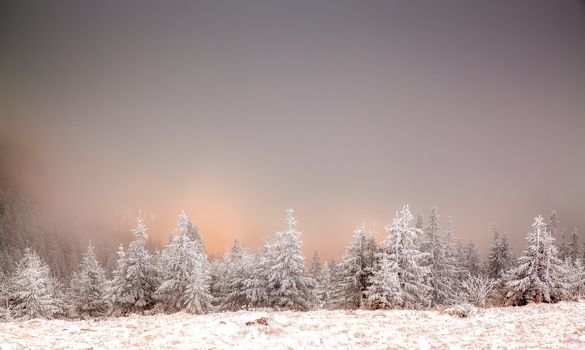 winter landscape with snowy fir trees in the mountains