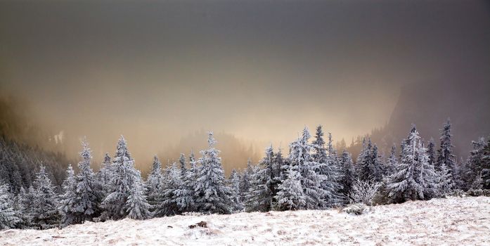 winter landscape with snowy fir trees in the mountains